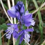 Polygala alpina Flor