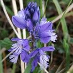 Polygala alpina Flors