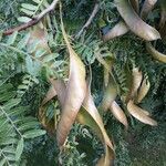 Gleditsia triacanthos Fruit