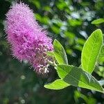 Spiraea salicifolia その他の提案