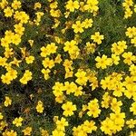 Tagetes tenuifolia Libunga