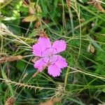 Dianthus deltoidesKvet