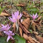 Colchicum alpinum Drugo