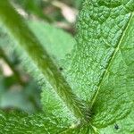 Eupatorium perfoliatum Schors