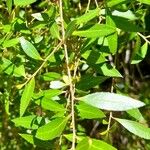 Maytenus boaria Hoja