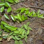 Securidaca diversifolia Leaf