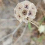 Lomelosia palaestina Owoc