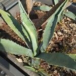 Agave americanaLeaf