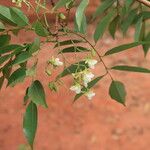 Pericopsis elata Fiore