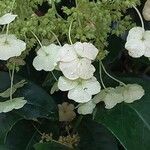 Hydrangea seemannii Blomst