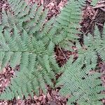 Dryopteris intermedia Hoja