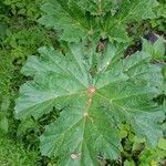 Heracleum sosnowskyi Lehti