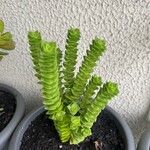 Crassula perforata Folha