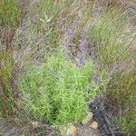 Trichostema parishii Celota