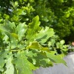 Quercus × rosacea Hoja
