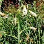 Ornithogalum candicans Flor
