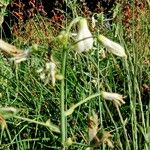 Ornithogalum candicans Cvet