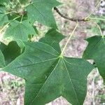 Acer cappadocicum Leaf