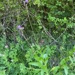 Cirsium monspessulanum Habit