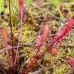 Drosera × obovata ഇല