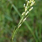 Turritis glabra Flor