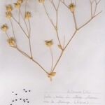 Vaccaria hispanica 形態