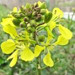 Sinapis arvensis Fula