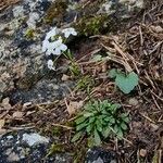 Kernera saxatilis Elinympäristö