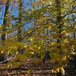 Fagus grandifolia Hostoa