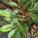 Aglaia elaeagnoidea Deilen