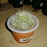 Mammillaria decipiens Foglia