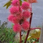 Ricinus communisFlor