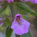 Stachys palustris Blomma