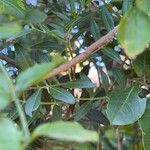 Tecomaria capensis Rinde