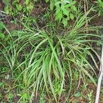 Paspalum plicatulum Habit