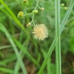 Erigeron sumatrensis Flor