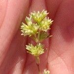 Scleranthus annuus Flower