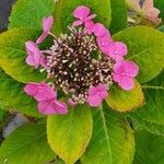 Hydrangea serrata Агульны выгляд