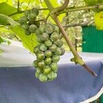 Vitis labrusca Fruit