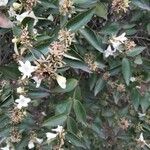 Abelia × grandiflora Fulla