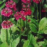 Primula pulverulenta Агульны выгляд