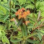 Euphorbia griffithii Flor