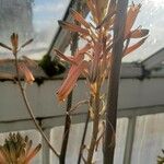 Aloe greatheadii Λουλούδι