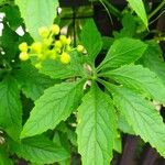 Cyclanthera pedata Feuille