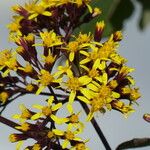 Roldana petasitis Flower