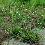 Echium italicum Plante entière