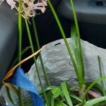 Nerine undulata Flower