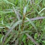 Ludwigia alternifolia Folio