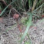 Allium rotundum Blad