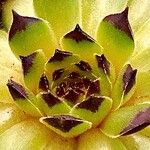 Sempervivum montanum Muu